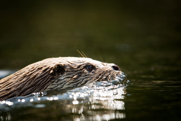 Otter in the water