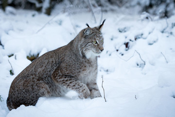 Winter lynx