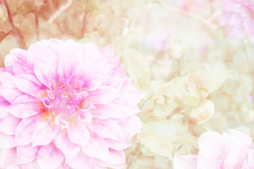 Obraz na płótnie Canvas pink dahlia in garden
