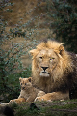 Father and son © Cloudtail