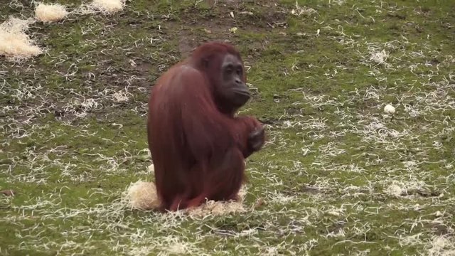 Red Monkey