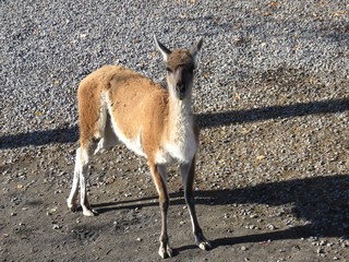 lama © CB94