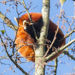 Red panda napping