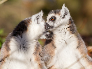 Obraz premium Ring-tailed lemur (Lemur catta), couple