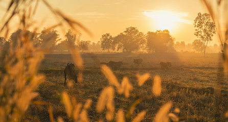 Cow herd in sunset