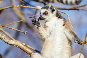 Ring-tailed lemur (Lemur catta)