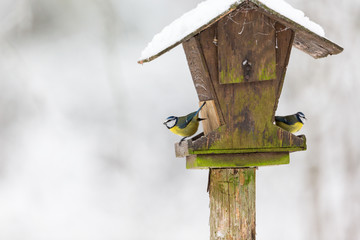 Two Blue tits at a bird feeder