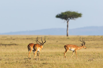 Naklejka premium Impala antelope
