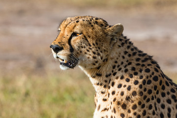 Cheetah sitting and look