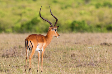 Naklejka na ściany i meble Male Impala antelope