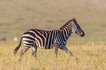 Fototapeta na wymiar Zebra running in the savannah