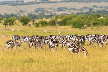 Fototapeta na wymiar Zebras grazing on the savannah