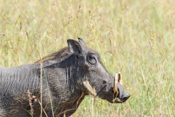 Closeup of a Warthog in the savannah