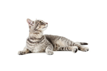Obraz premium Piękny szary kot na białym tle