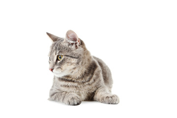 Beautiful grey cat isolated on a white