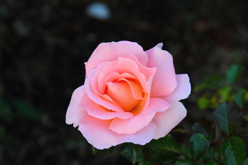 rose