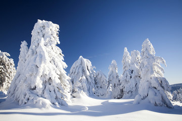Snow covered pine trees in the mountains
