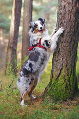 Blue merle Australian Shepherd dog with a red harness standing by the fir tree in the forest