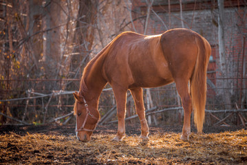 Beautiful red horse in the walking open-air cage, nice sunny day. Horse walks on a pasture. Horse eating a hay at ranch summertime. Horse chewing dry grass on blur background.