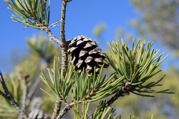 Piñas de pino.