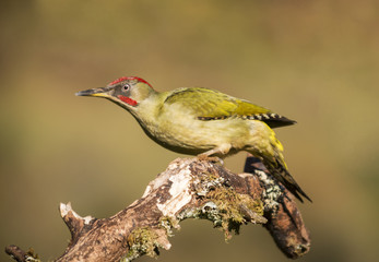 Picus viridis,pájaro carpintero