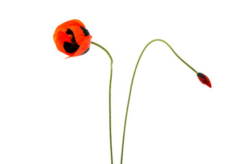 Naklejka premium poppy flowers