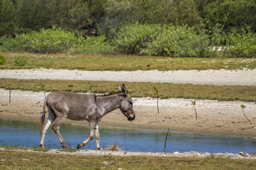 Naklejka na ściany i meble Mannar donkey in Kalpitiya, Sri Lanka