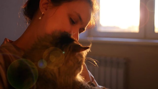 dopey cat on hands of the girl on a sunset background