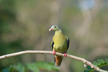 Thick-billed Green Pigeon