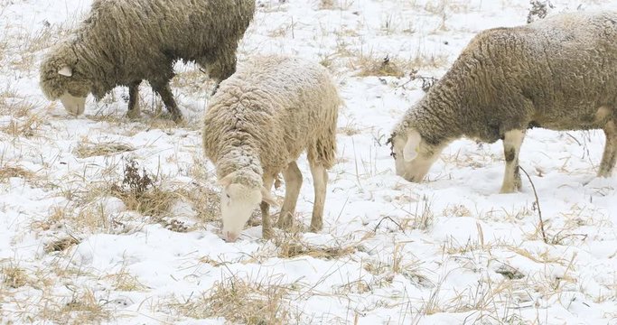 4K UltraHD Some sheep grazing in field in winter
