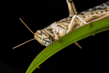 Schistocerca gregaria - the desert locust - food insects