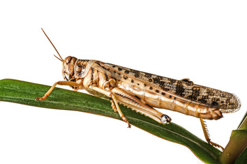 Schistocerca gregaria - the desert locust - food insects