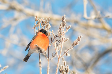 Bullfinch sits on a tree branch	
