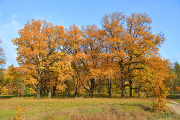 Autumn oaks