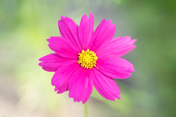 Obraz premium Cosmos,Flower nature with copy space using as background or wall
