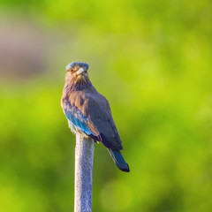 Indian roller in Kalpitya, Sri Lanka