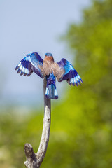 Indian roller in Kalpitya, Sri Lanka