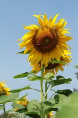 Sunflowers field at beautiful in the garden.