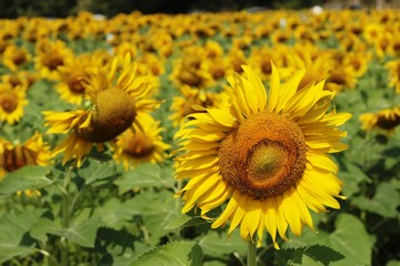 Fototapeta premium Sunflowers field at beautiful in the garden.
