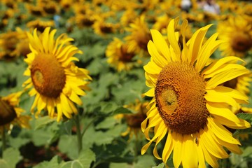 Obraz premium Sunflowers field at beautiful in the garden.