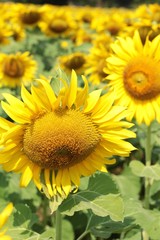 Obraz premium Sunflowers field at beautiful in the garden.