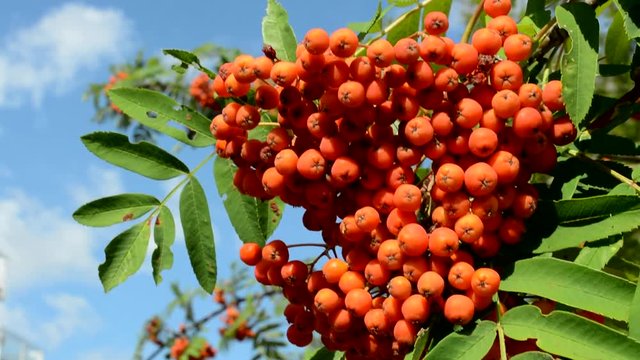 view of the cranberries on the branch in the countryside - symmetrical leaves