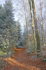 Obraz premium winterwald mit reif, schweiz 