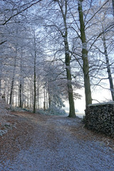 winterwald mit reif, schweiz 