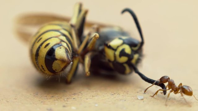 extreme close up of a fire ant solenopsis pulling away dead Vespula vulgaris wasp