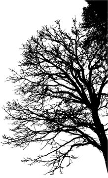 Realistic tree branches silhouette (Vector illustration).Ai10