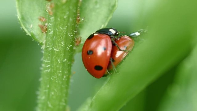 extreme close up shot of Coccinellidae ladybug unrestrained mating