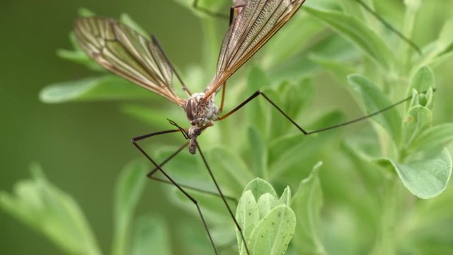 extreme close up of crane fly mating