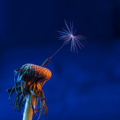 Dandelion seed in colored light. Flying dandelion seed in macro photography.