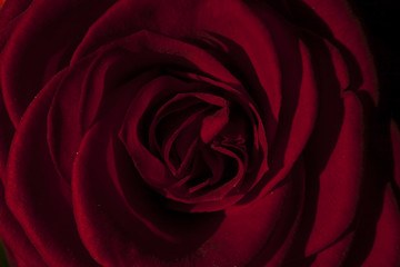 Dark red rose background. Gently mixed red and black.